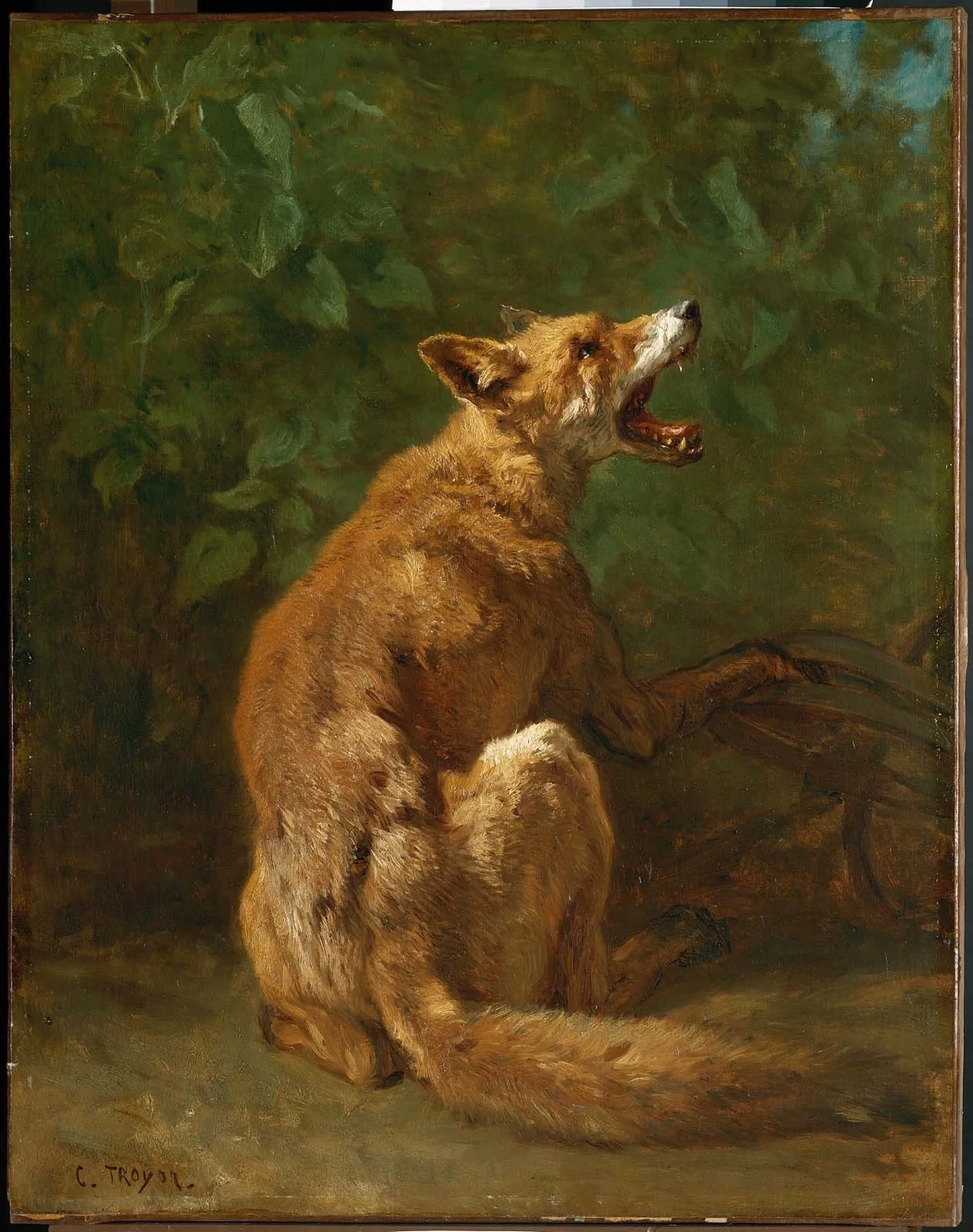 Volpe in trappola - Museum of Fine Arts Boston